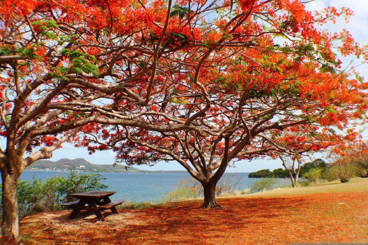 Imagine972 Martinique Bateau Hotel A Quai Le Marin 3 Cabines 3 Salles De Bains 6 Pers Maxi Exteriör bild